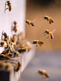 Close-up of bee flying