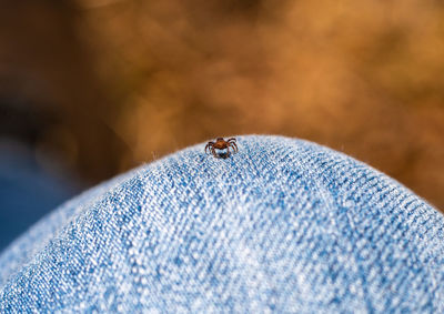 Close-up of insect on blue finger