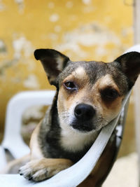 Close-up portrait of dog relaxing on floor