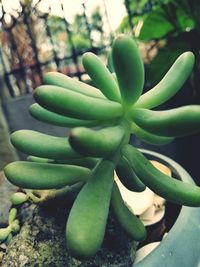 Close-up of succulent plant