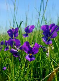 Close-up of purple flowering plants on field