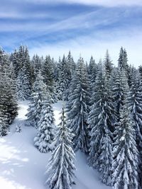 Snow covered trees against sky