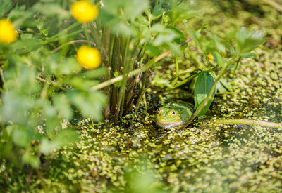 Green frog on the surface of the water in the pond. pond bloom. green duckweed