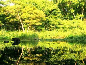 Scenic view of lake in forest