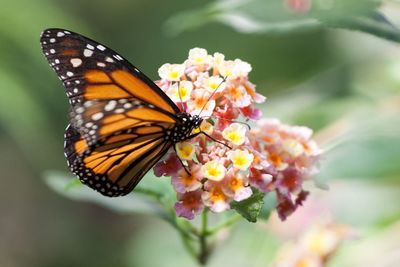 Close-up of butterfly on lantana camaras blooming outdoors