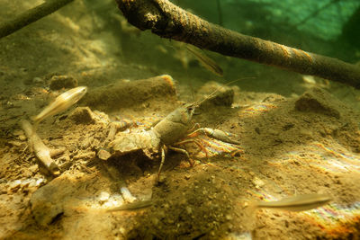 Close-up of crab in sea