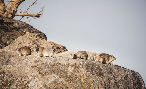 Low angle view of hyraxes on a rock formation against clear sky