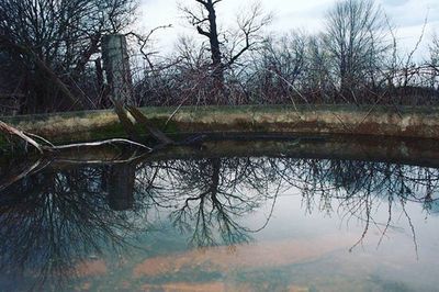 Reflection of trees in lake