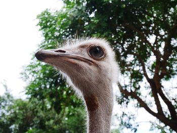 Close-up of a bird against sky