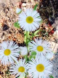 Close-up of white daisy flowers