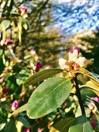 Close-up of pink flowering plant