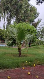 View of palm trees in park