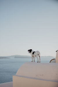 Dog standing in the sea against clear sky