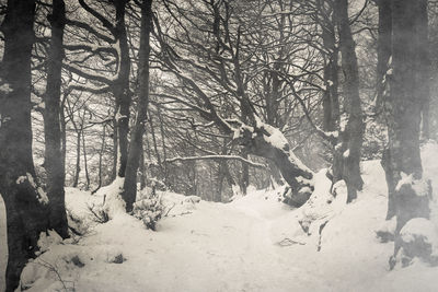 Trees in forest during winter