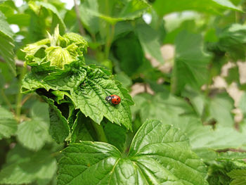 Close-up of ladybug on leaves