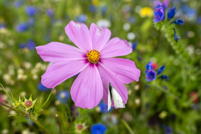 Close-up of pink cosmos flower