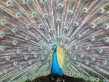 peacock