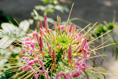 Close-up of pink flowering plant