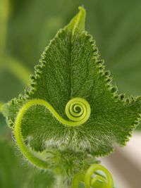 Close-up of green plant
