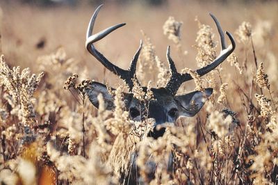 animal