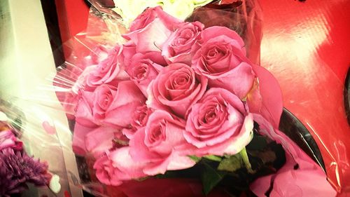 Close-up of pink rose