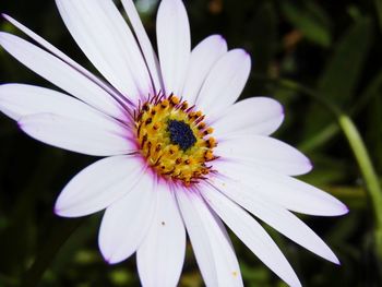 Close-up of bee on flower