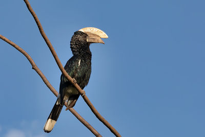 Low angle view of eagle perching on branch against sky