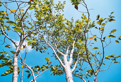 Low angle view of tree against clear blue sky
