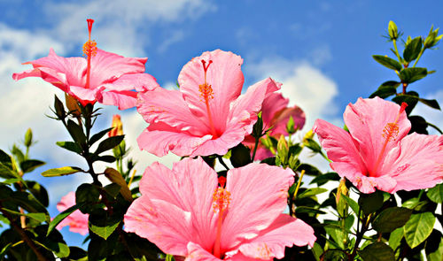 Low angle view of pink hibiscus flowers blooming against sky