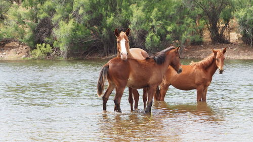 Horse in a lake