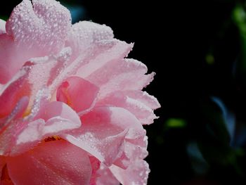 Close-up of wet rose blooming outdoors