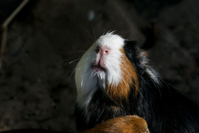 Close-up of hamster