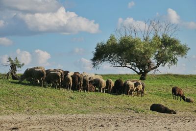 Elephants on field