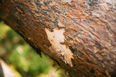 Close-up of tree trunk