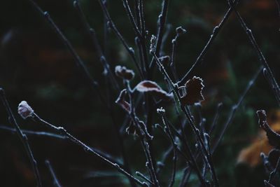 Close-up of water drops on plant