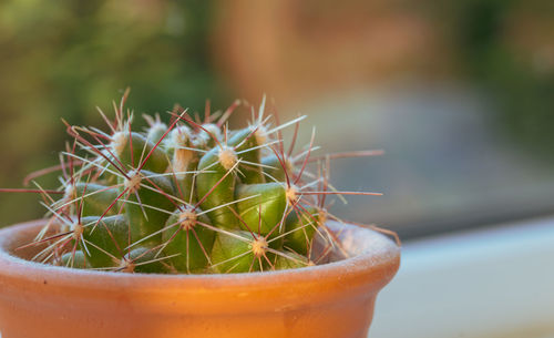 Close-up of succulent plant in pot cactus plant with copy space