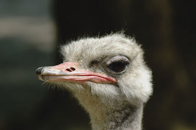 Close-up of ostrich