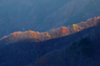 Scenic view of forest