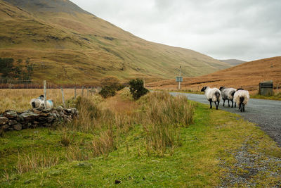 Horses on field