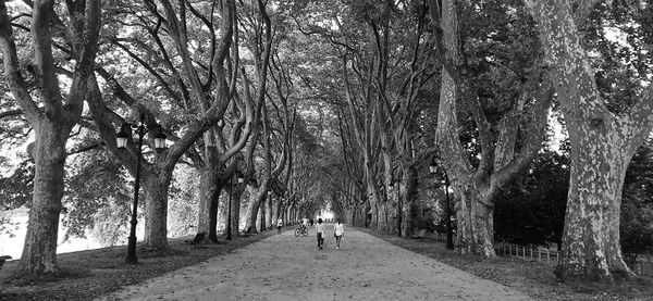 Rear view of people walking on footpath amidst trees in forest