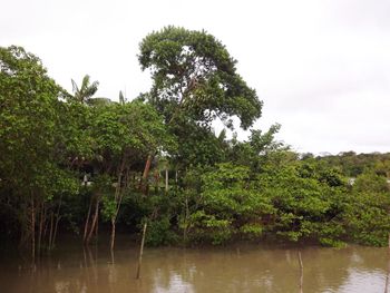 Trees by lake in forest against sky