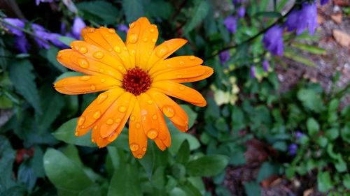 Close-up of yellow flower