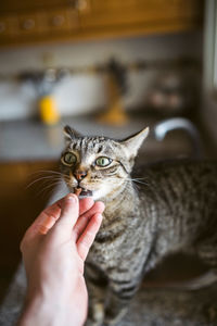 Cropped image of hand holding cat