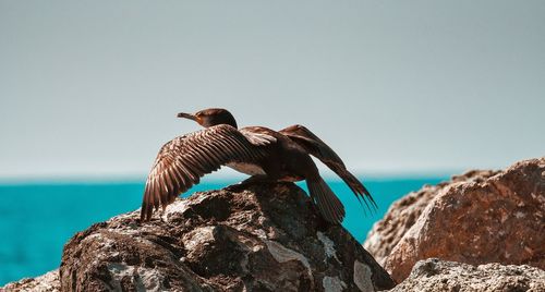 Low angle view of bird perching on rock by sea against clear sky