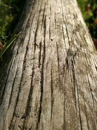 Close-up of wooden plank