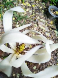 Close-up of white flowering plant