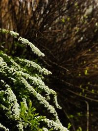 Close-up of snow on tree