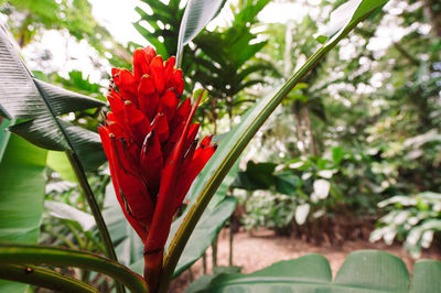 Close-up of red flower blooming outdoors