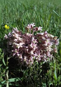 Close-up of flowers blooming on field