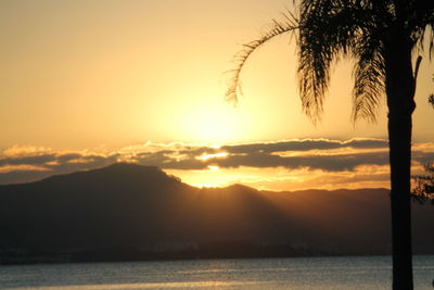 Silhouette trees by sea against sky during sunset